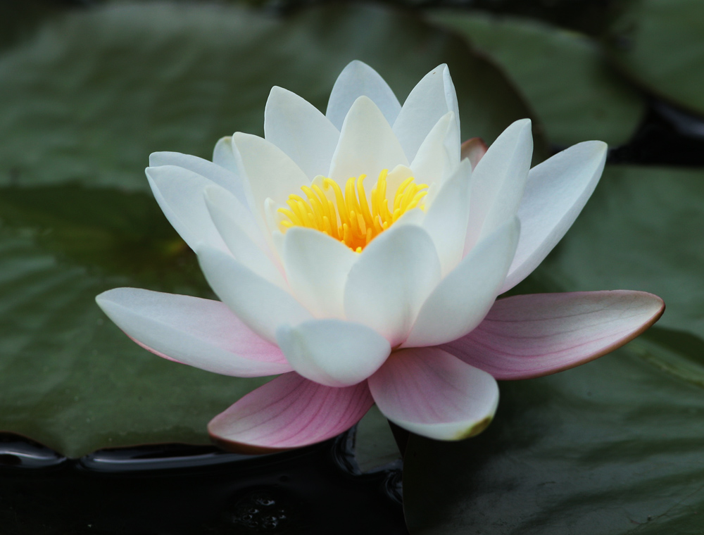 Weiße Seerose Foto & Bild pflanzen, pilze & flechten, blüten