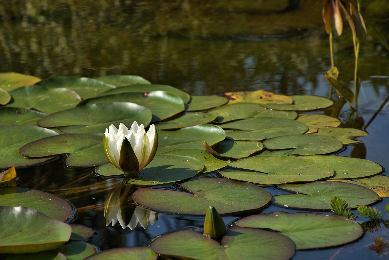 Weiße Seerose