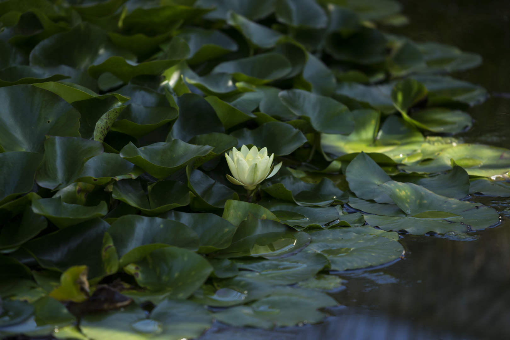 Weiße Seerose