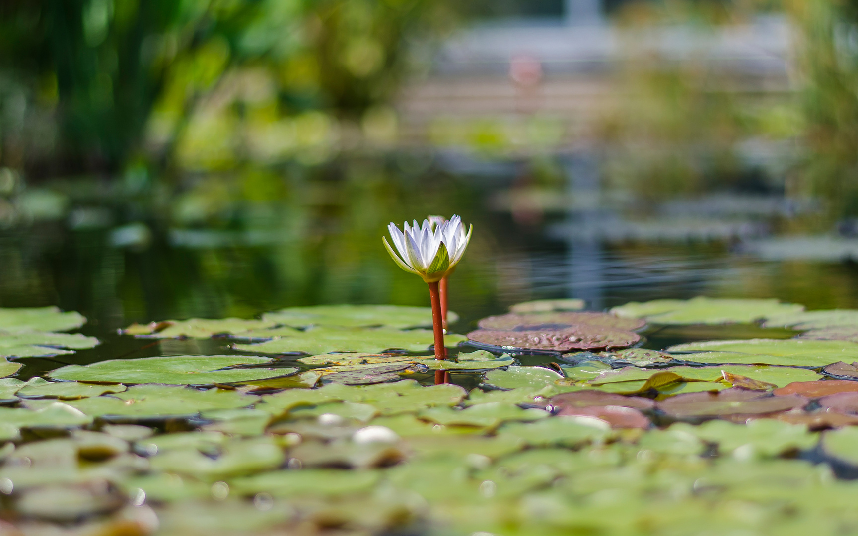 Weiße Seerose