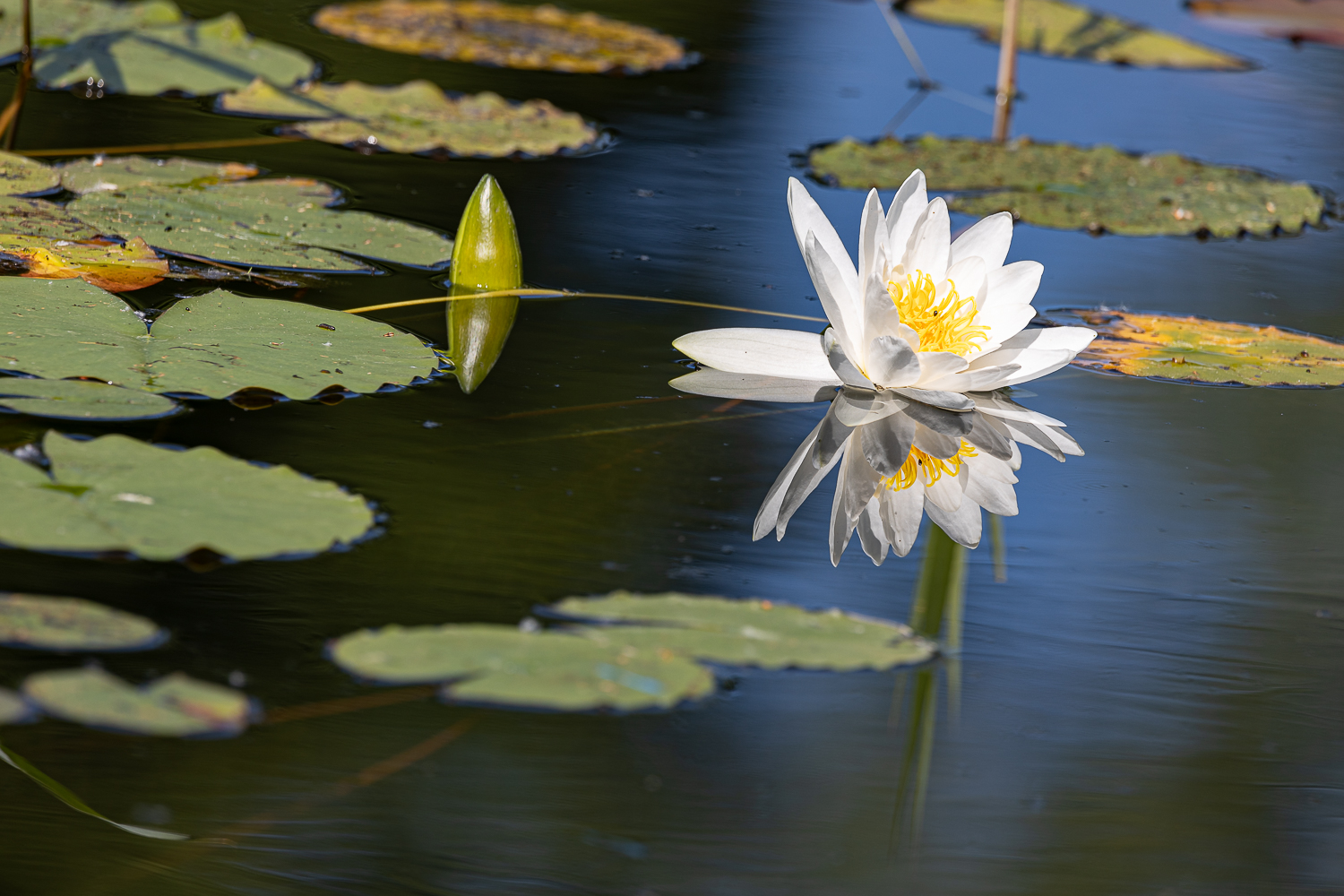 Weiße Seerose 