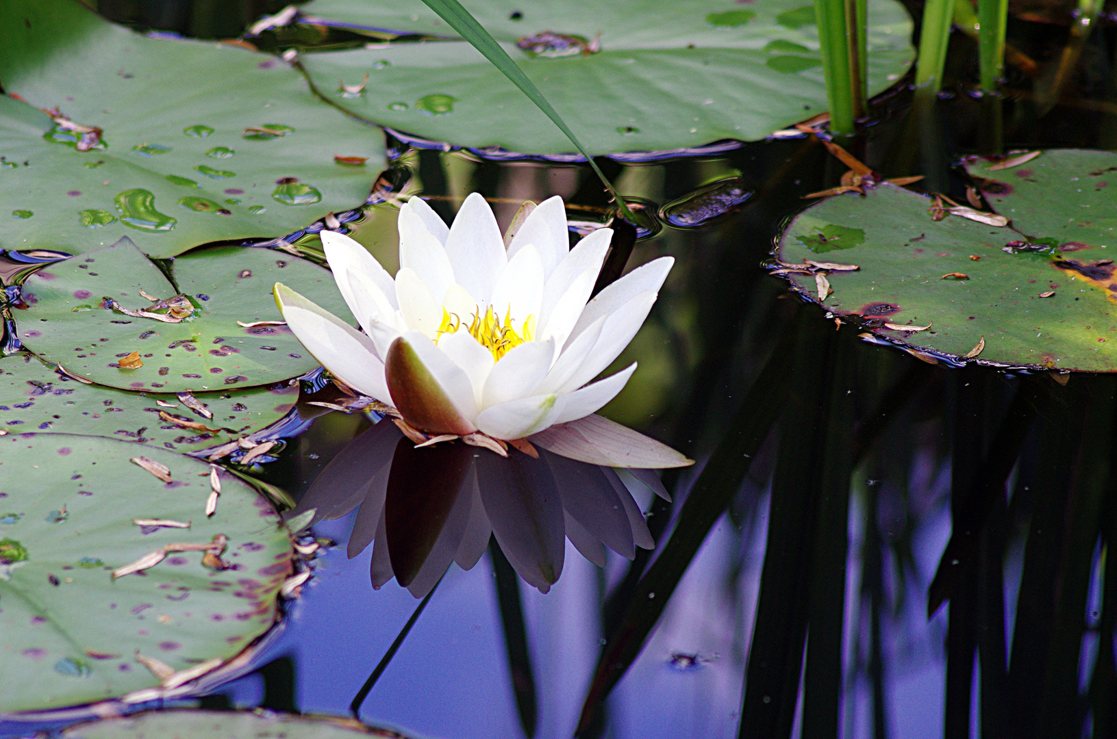 Weiße Seerose