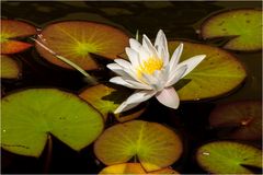 Weiße Seerose