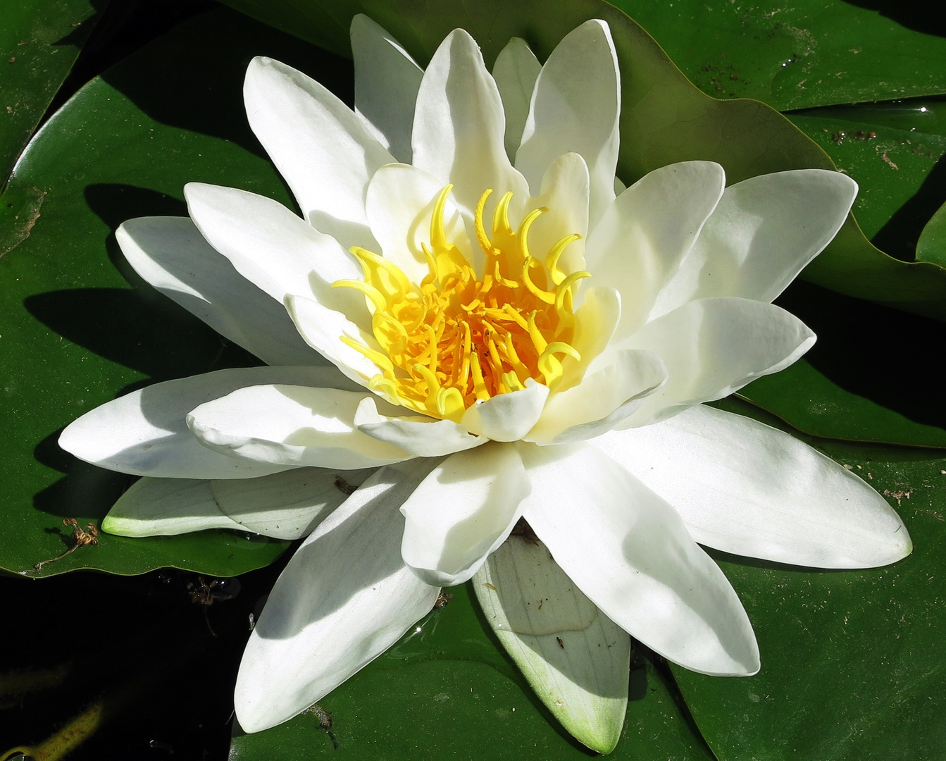 weiße Seerose auf der Landesgartenschau in Eutin