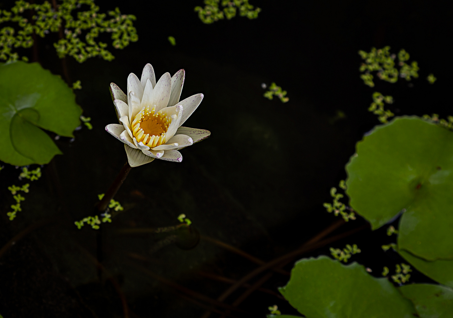 Weiße Seerose aus Vientiane 