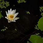 Weiße Seerose aus Vientiane 