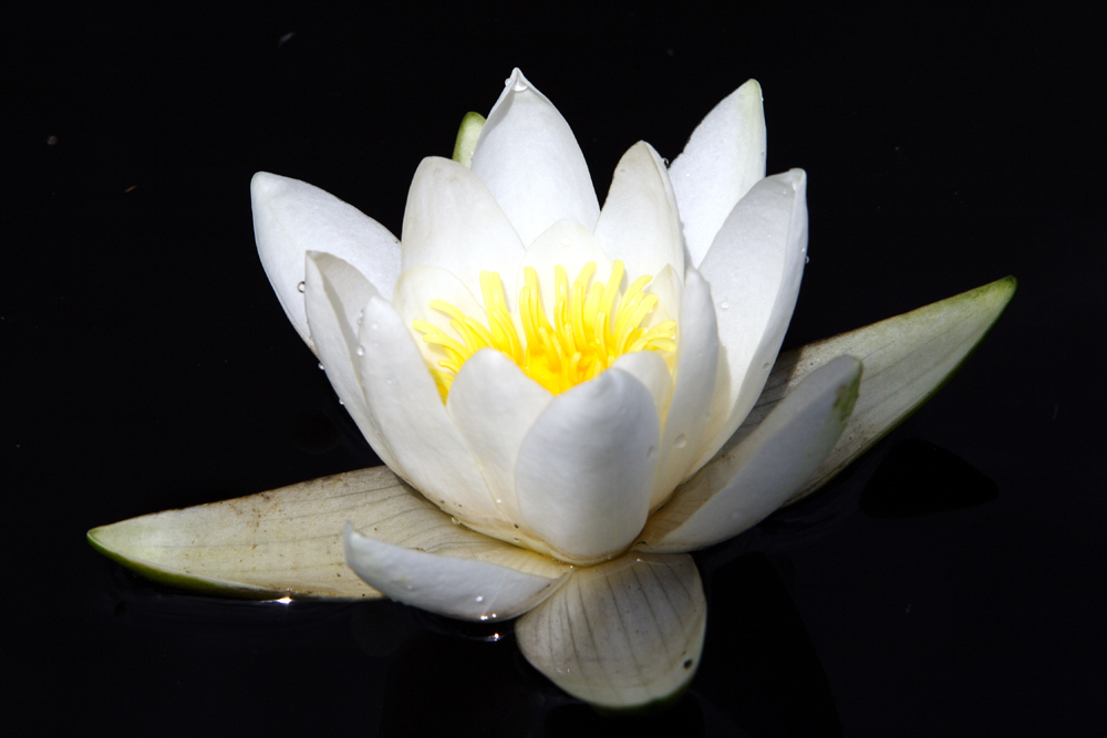 Weiße Seerose von Formedas Photography