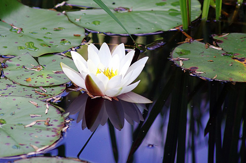 Weiße Seerose von fotart-ist-ig