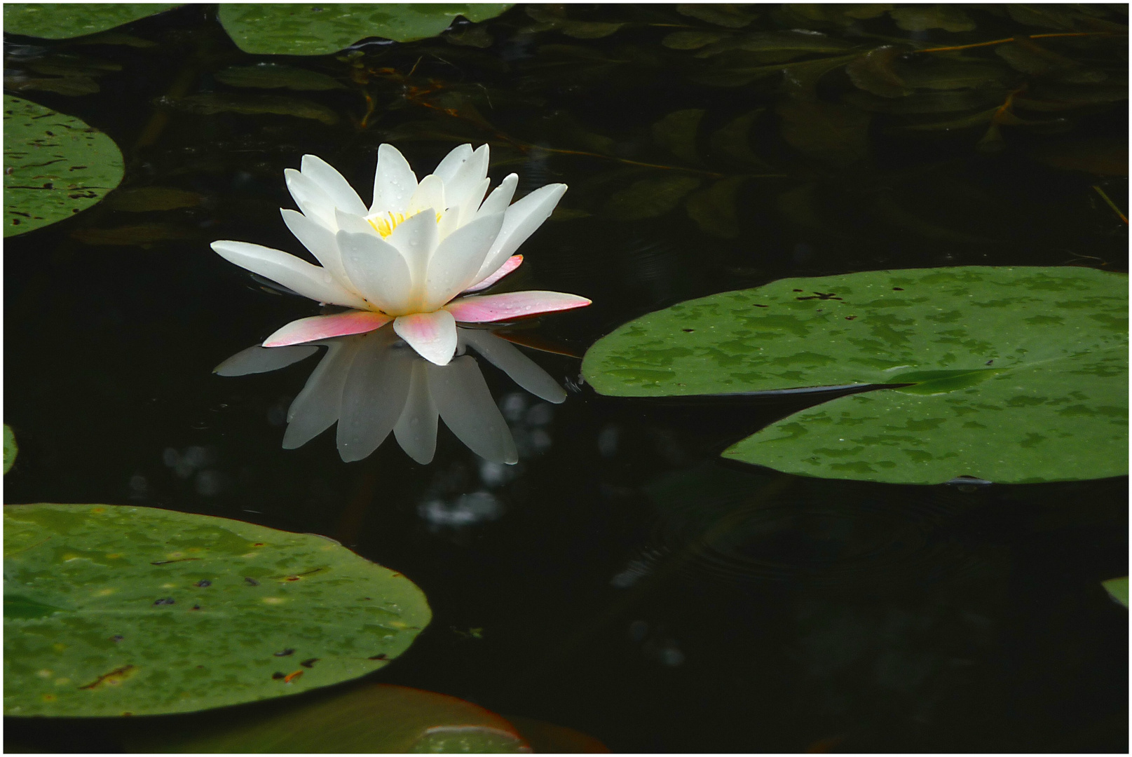 Weiße Seerose im Biotop Kloster Arenberg