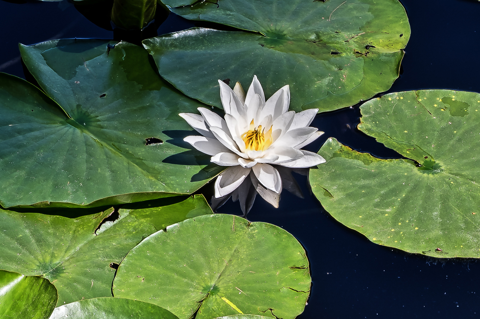 Weiße Seerose im Queeenstown Gardens, Queenstown, NZL