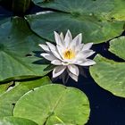 Weiße Seerose im Queeenstown Gardens, Queenstown, NZL