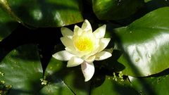 Weiße Seerose (Nymphaea alba)