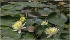 Weiße Seerose (Nymphaea alba)