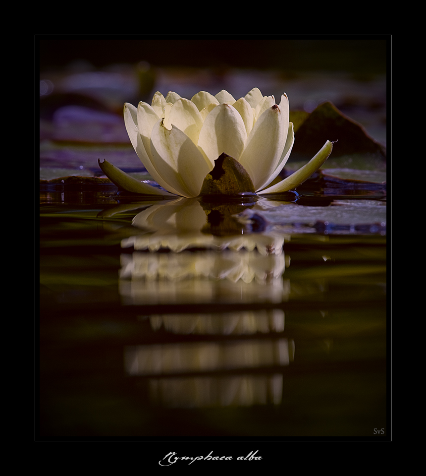 Weiße Seerose (Nymphaea alba)