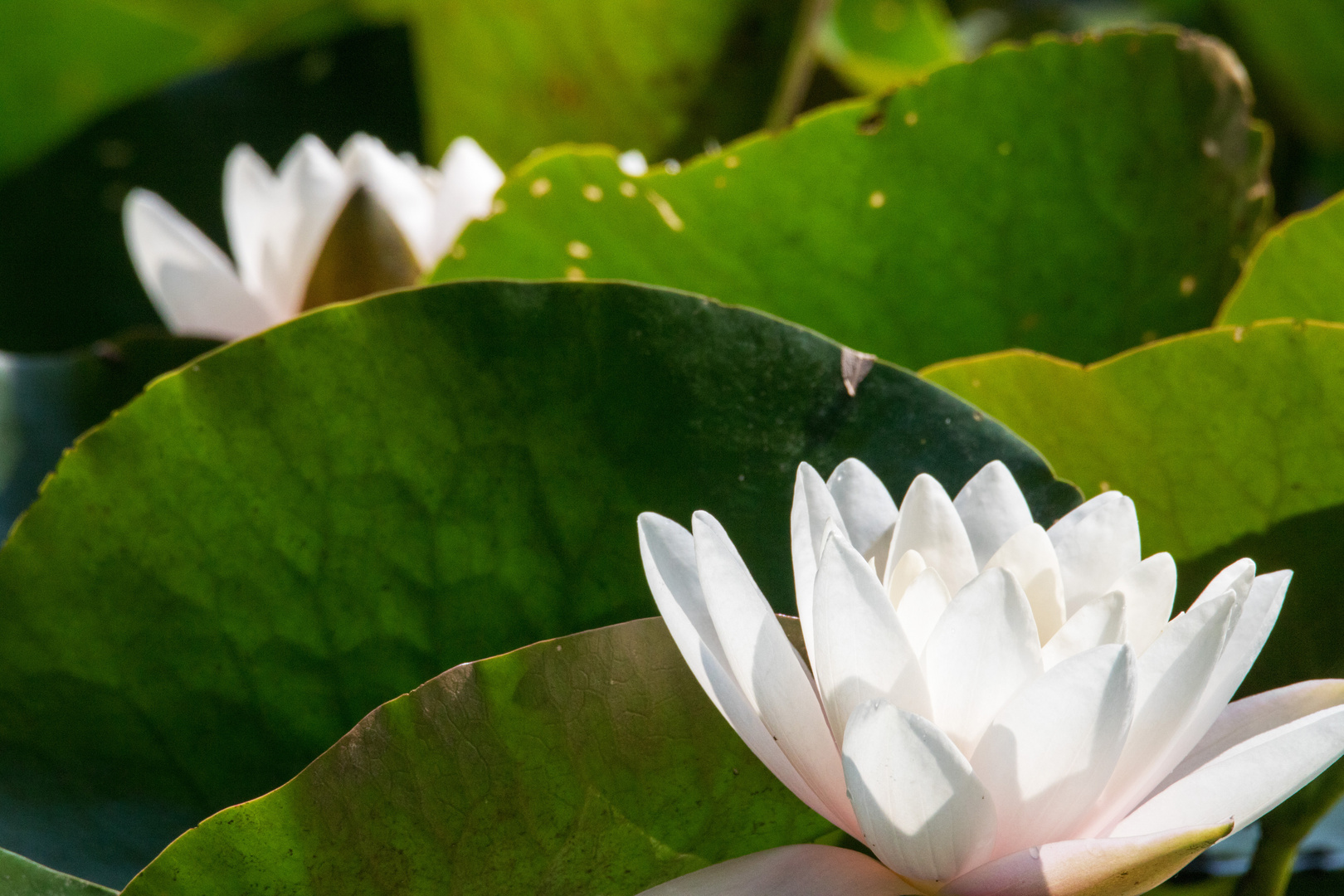 Weiße Seerose (Nymphaea alba)