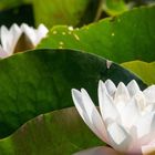 Weiße Seerose (Nymphaea alba)