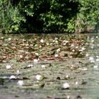 Weiße Seerose (Nymphaea alba)