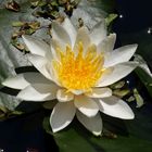 Weiße Seerose (Nymphaea Alba)