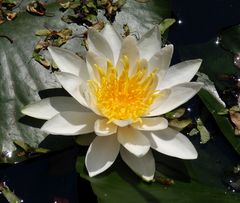 Weiße Seerose (Nymphaea Alba)