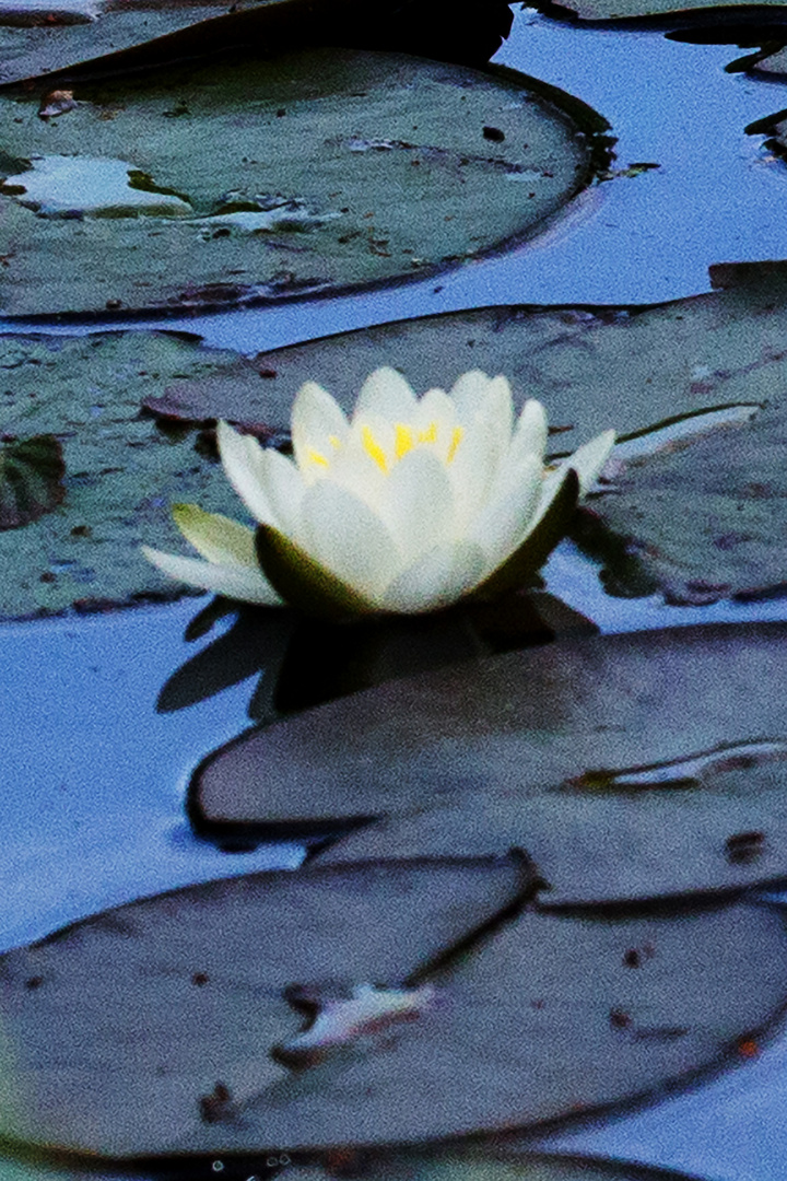 Weiße Seerose (Nymphaea alba)