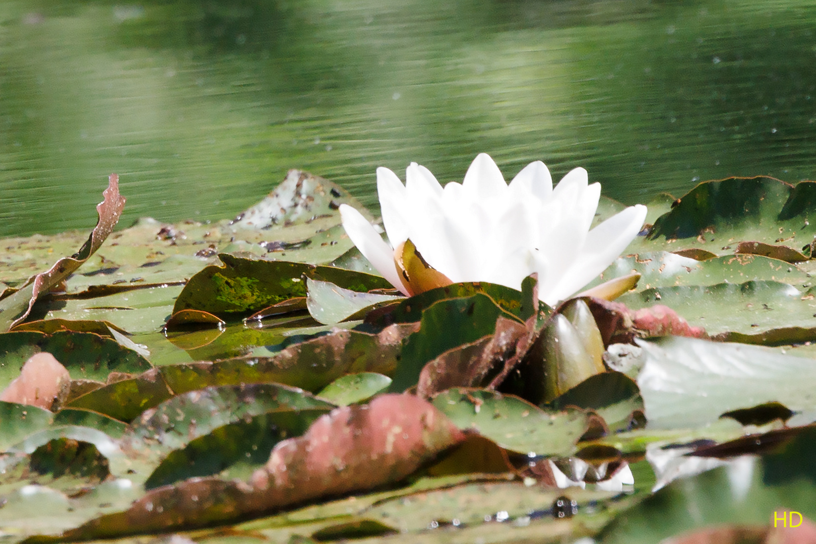 Weiße Seerose (Nymphaea alba)