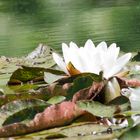 Weiße Seerose (Nymphaea alba)