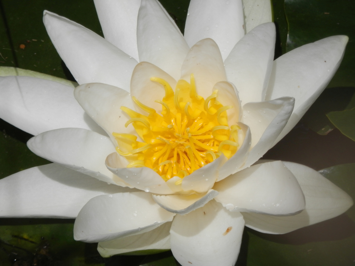 Weiße Seerose (Nymphaea Alba)