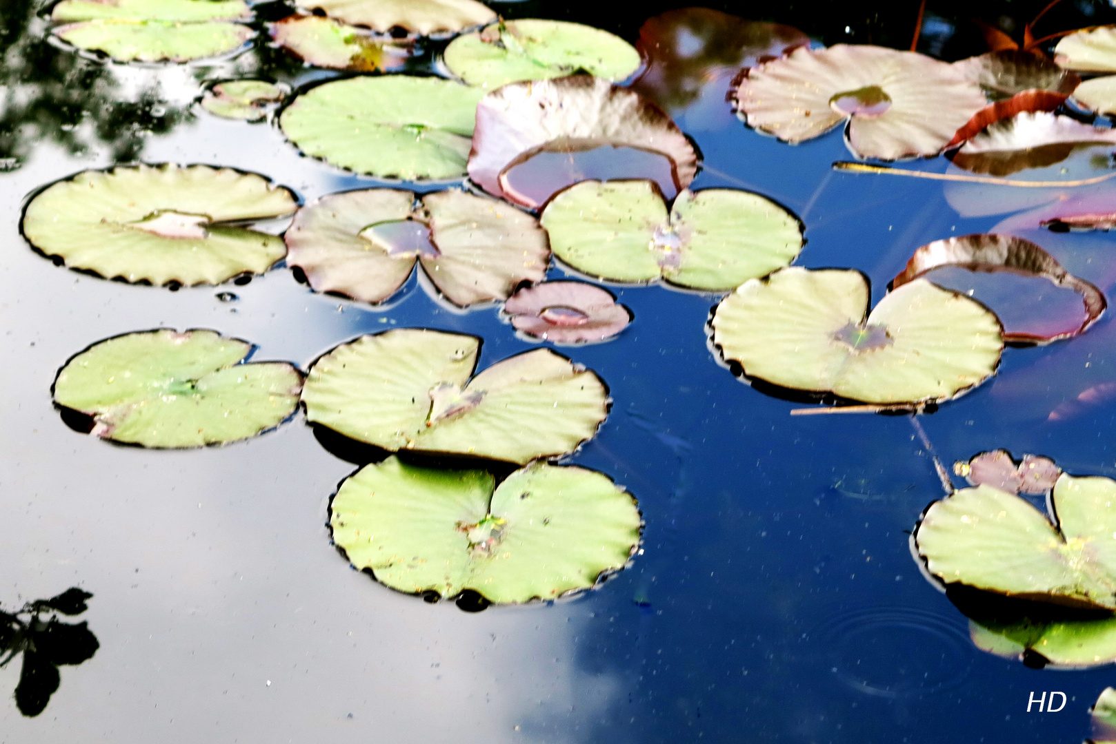 Weiße Seerose (Nymphea alba)