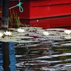 Weiße Seerosen im Hafen von Damgarten...