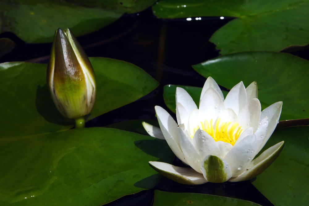 Weiße Seerosen (Nymphaea alba) von Formedas Photography