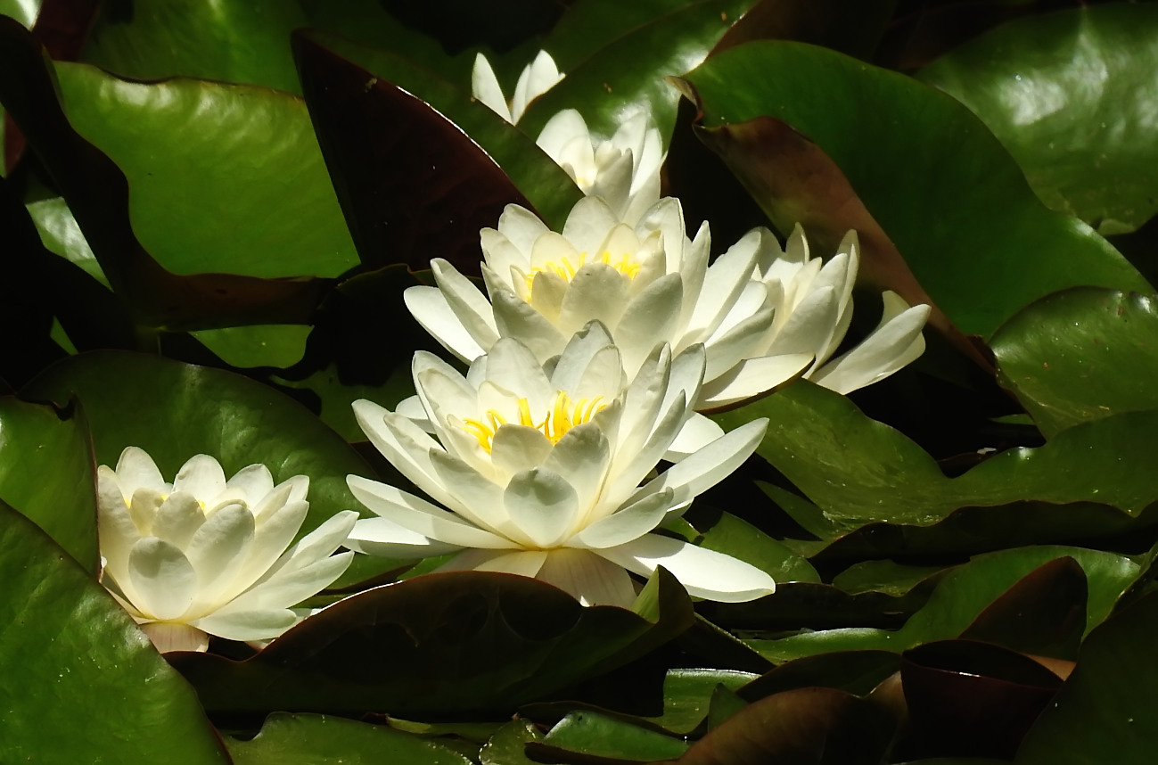 Weiße Seerosen (Nymphaea alba), im Volksmund oft auch Wasserlilie genannt, 