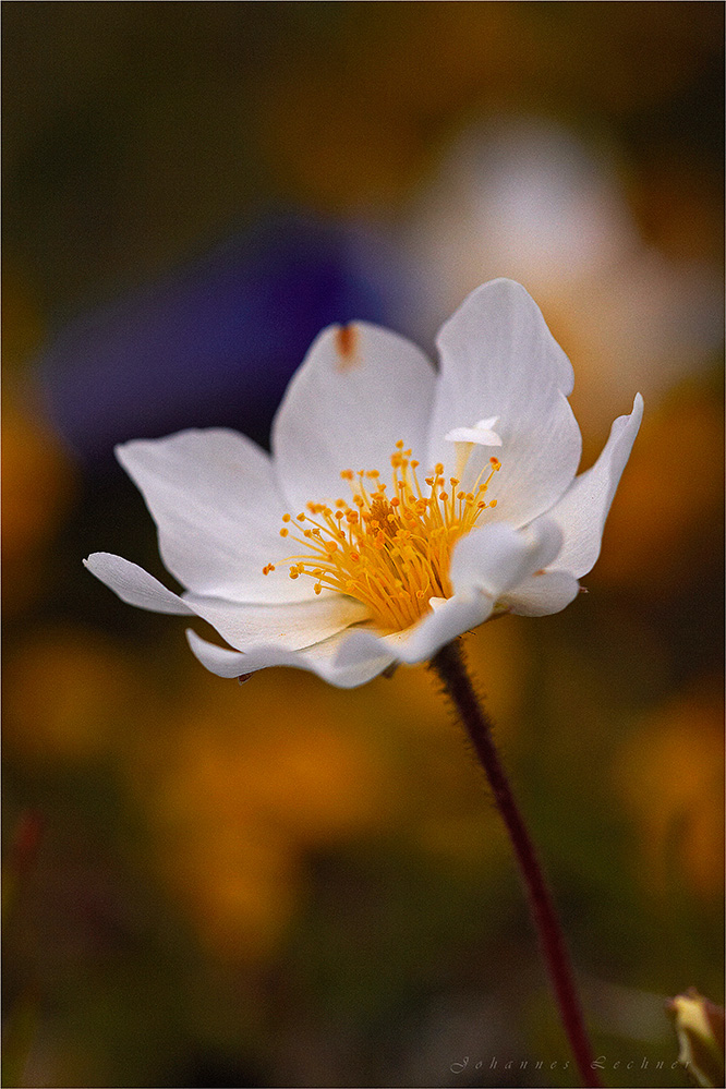 Weiße Silberwurz (Dryas octopetala)