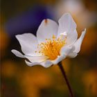 Weiße Silberwurz (Dryas octopetala)