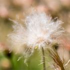 Weiße Silberwurz (Dryas octopetala) oder Alpen Silberwurz