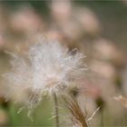 Weiße Silberwurz (Dryas octopetala) oder Alpen Silberwurz