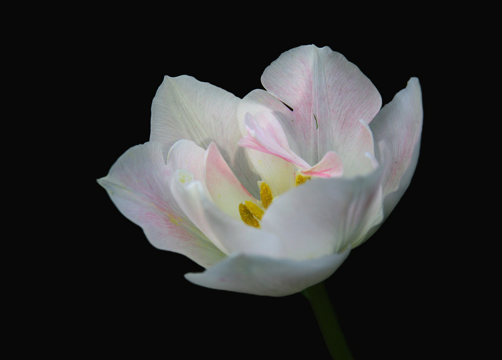 weisse Solitärblüte