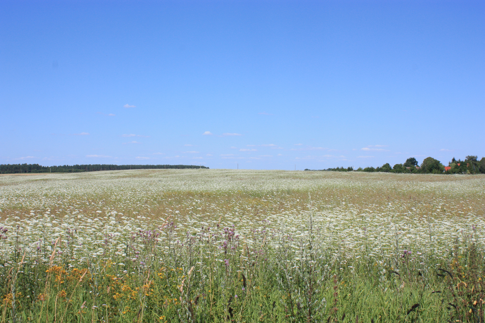 Weiße Sommerwiese