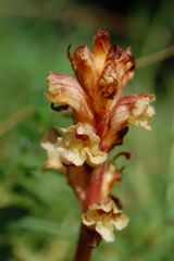 Weiße Sommerwurz (Orobanche alba) auf den Briloner Kalkuppen am 7.6.09