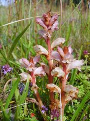 Weiße Sommerwurz (Orobanche alba) im Magerrasen auf Thymian um Brilon 2008