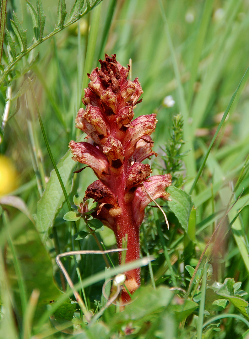 Weiße Sommerwurz (Orobanche alba) mitte Juni 2011 Briloner Kalkuppen/NRW