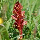 Weiße Sommerwurz (Orobanche alba) mitte Juni 2011 Briloner Kalkuppen/NRW