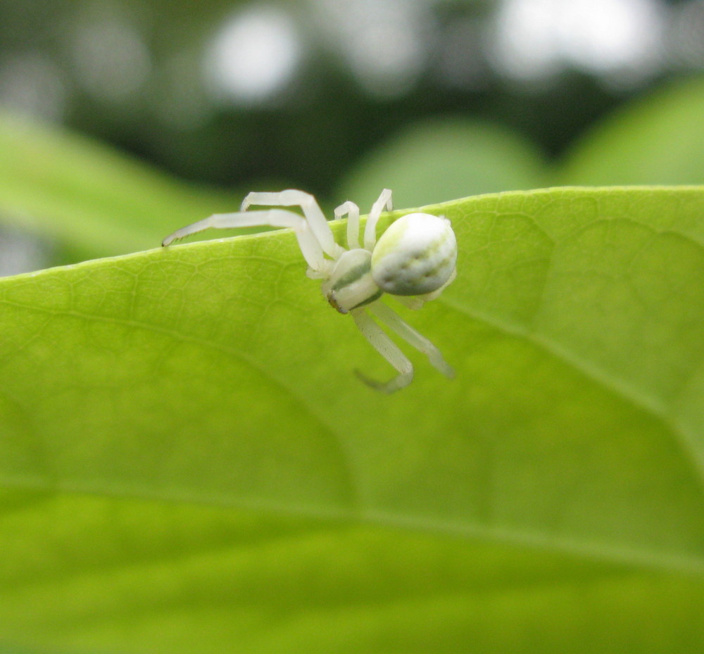 Weisse Spinne