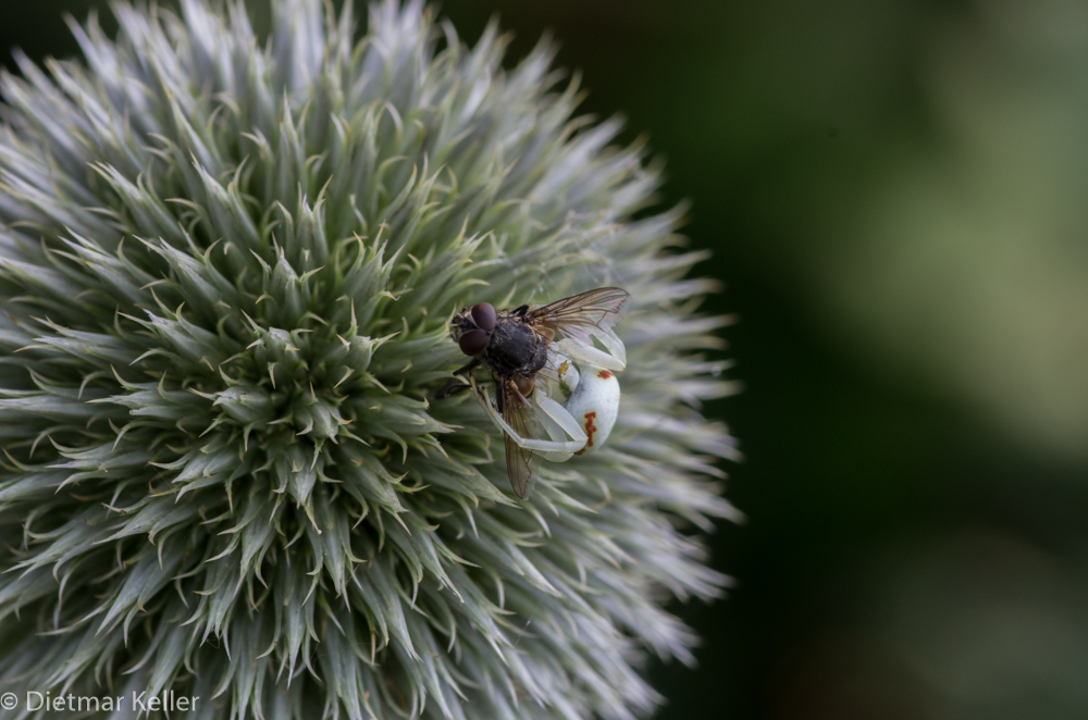 Weiße Spinne Foto & Bild tiere, wildlife, spinnen Bilder auf