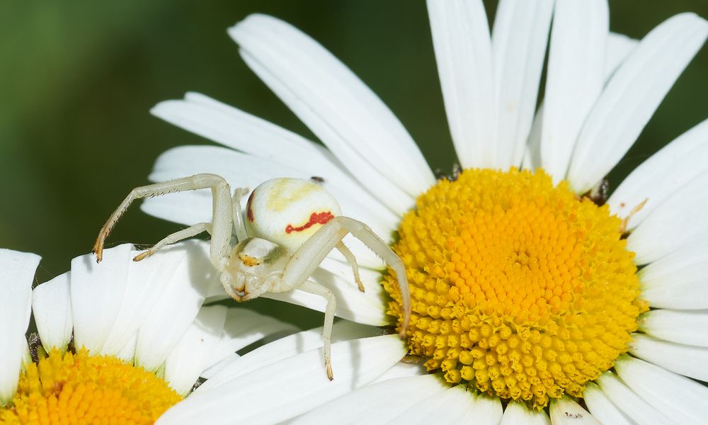 Weisse Spinne Foto & Bild natur, insekten, tiere Bilder auf