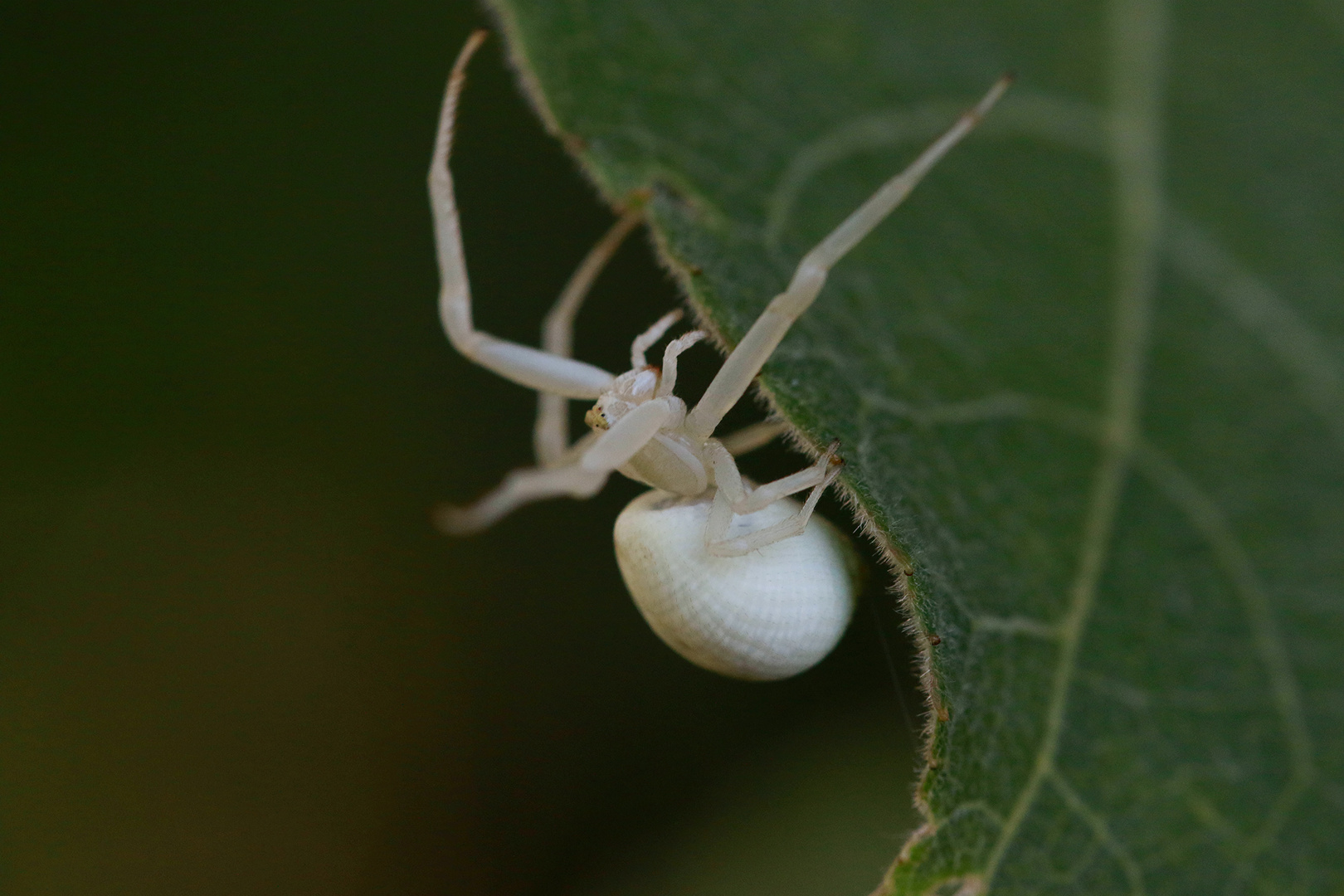 weiße spinne im haus, Weisse Spinne Foto & Bild wildlife, spinnen