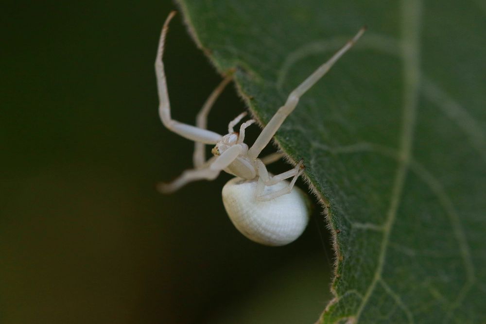 Weiße Spinne Foto & Bild dokumentation, sommer, makro Bilder auf