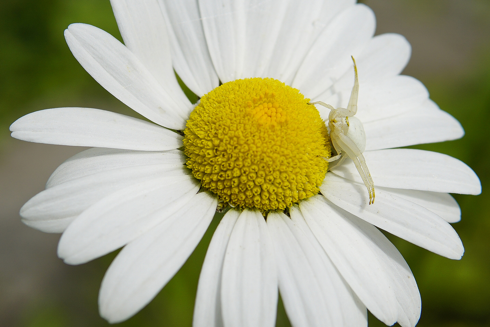 Weisse Spinne auf Margeritenblüte