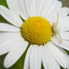 Weisse Spinne auf Margeritenblüte