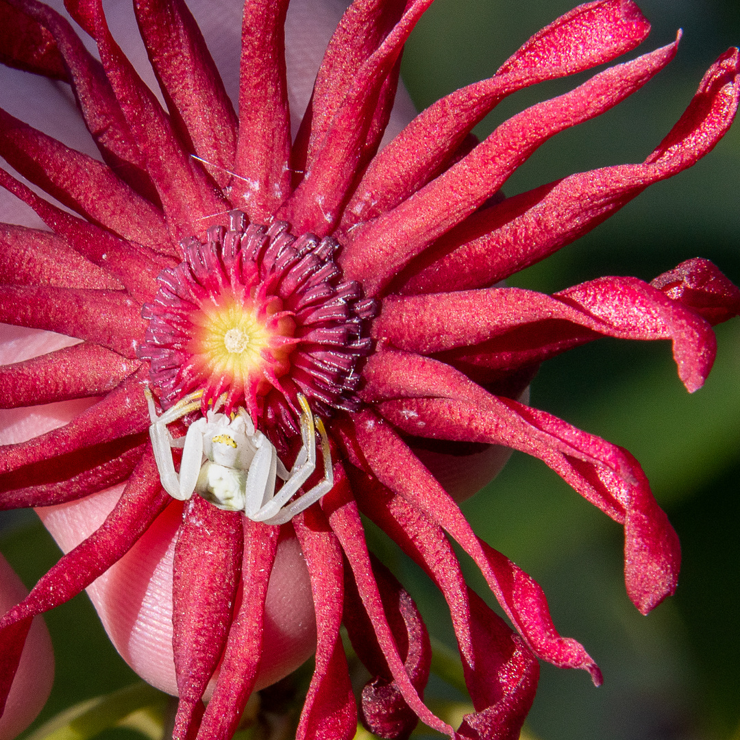 Weisse Spinne auf roter Blüte