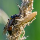 Weiße Spinne beim Speisen